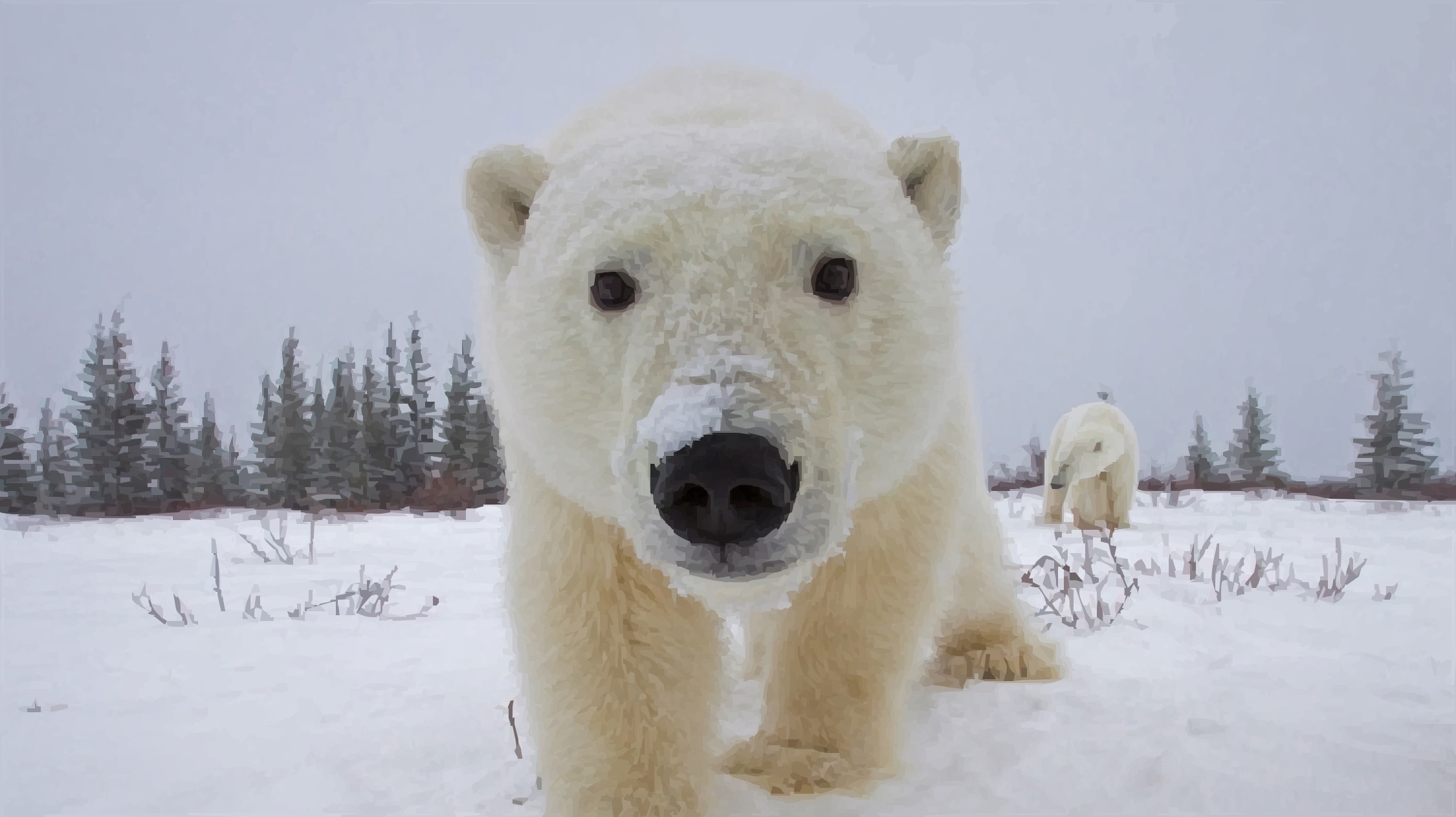 Polar bear background